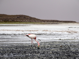 Salar de Uyuni - Flamingo
