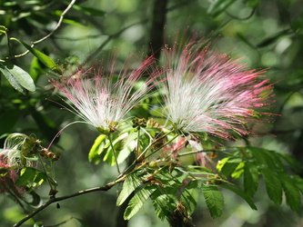Parque Nacional Iguazu - Filigrane Blüten an einem Baum