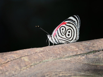 Parque Nacional Iguazu - Schmetterling
