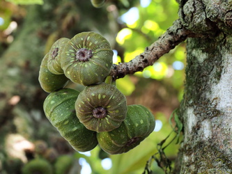 Parque Nacional Iguazu - Feigenbaum