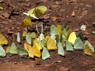 Parque Nacional Iguazu - Schmetterlinge