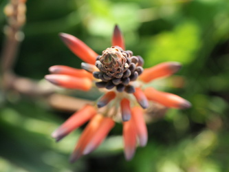 Aloe-Blüte im Kibbuz