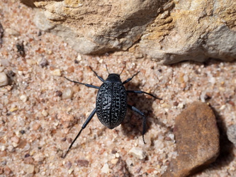 Käfer im Wüstensand