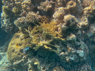 Schnorcheln am Korallenriff