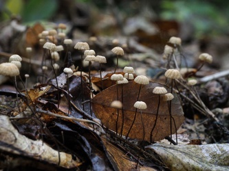 Winzige Pilze am Waldboden