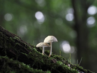 Kleine Pilze auf einem Baumstamm