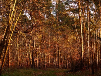 Wald bei Schönholz