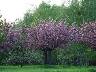Teltow - Frühling am Japaneck
