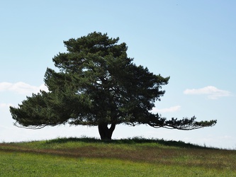 Lychen - Einzelner Baum 