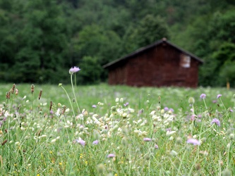 Hütte an einer Blumenwiese