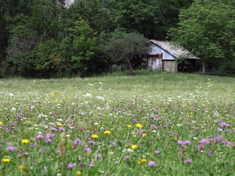 Blumenwiese mit Hütte