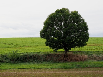 Alter Baum bei Crostwitz
