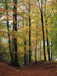 Buchenwald Grumsin - Herbst