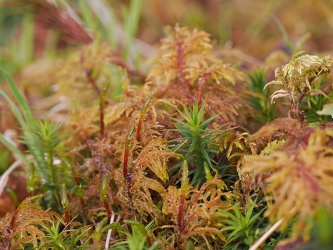Loch Maree - Filigrane Pflanzen