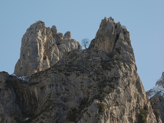 Senda del Cares - Einzelner Baum im Gebirge