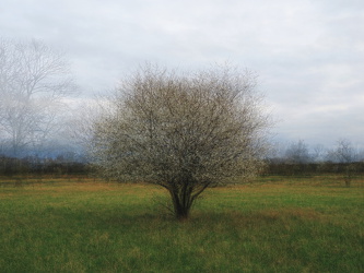 Waßmannsdorf - Frühlingsbaum