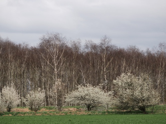 Waßmannsdorf - Frühlingslandschaft