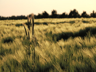 Großziethen - Landwirtschaft