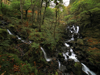 Kleine Wasserfälle im Wald