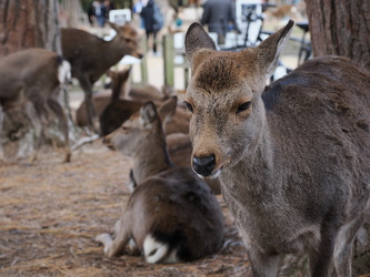 Rehe